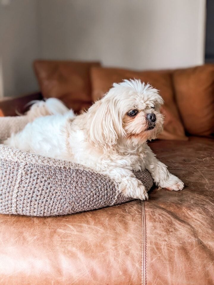 Free Crochet Dog Bed Pattern (StepbyStep Tutorial)