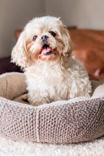 A free crochet dog bed pattern that is made with granny squares.